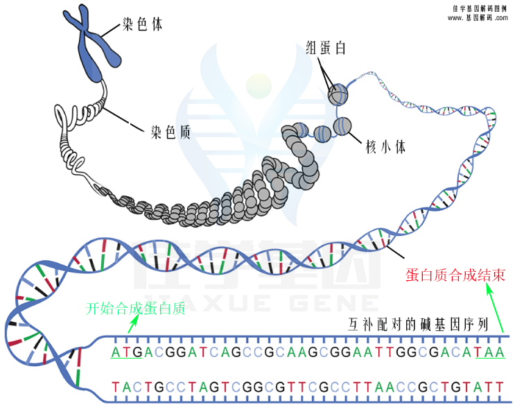 【广东会GDH基因检测】氨酚喹基因检测