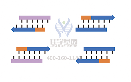 【广东会GDH基因检测】阿莫洛地平基因检测