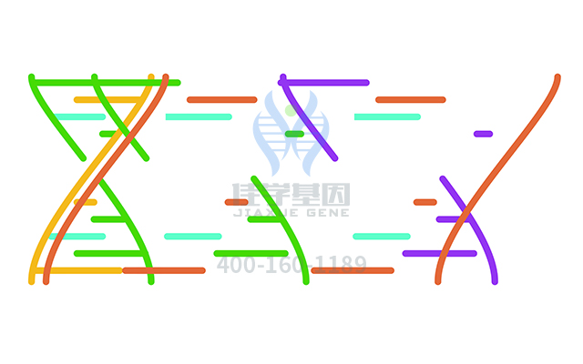 【广东会GDH基因检测】补体成分8α亚基A/B多态性基因解码、<a  data-cke-saved-href=http://www.hscy168.com/tk/jiema/cexujishu/2021/31933.html href=http://www.hscy168.com/tk/jiema/cexujishu/2021/31933.html>基因检测</a>的报告有人解读吗？