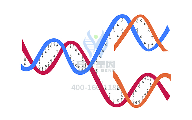 【广东会GDH基因检测】乙胺丁醇基因检测