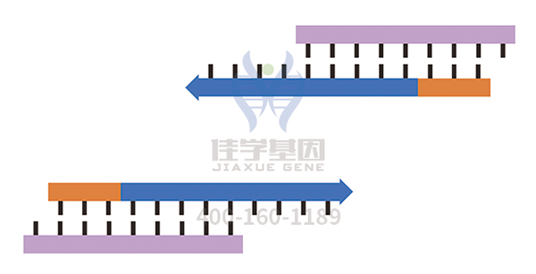 【广东会GDH基因-基因检测】基因解码是如何帮助家人不再患有硬皮病