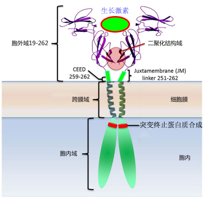 GAGE1基因检测有突变会得什么病？