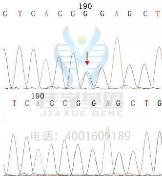 药房主任如何询问关于PHC1的遗传测试知识